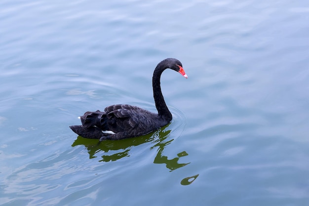 湖で泳ぐ黒い天<unk>