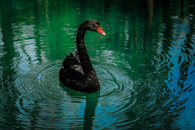 Black swan swimming in lake