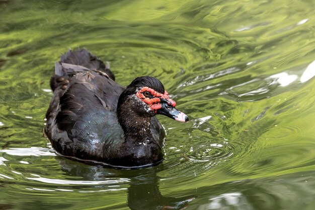 Foto il cigno nero che nuota nel lago