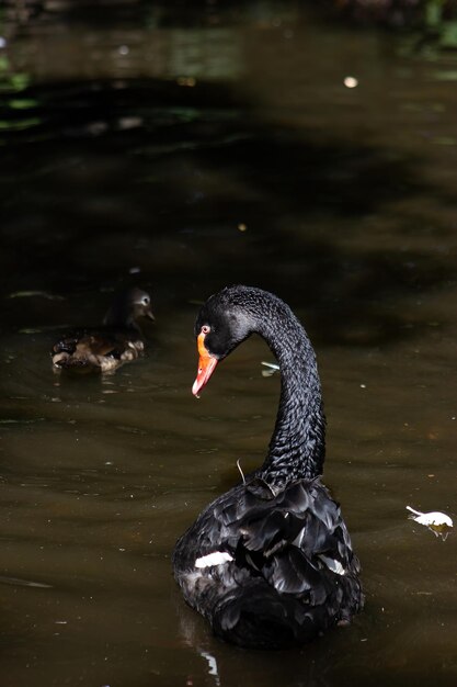 Black swan swimming in the lake