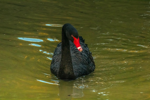 Black Swan Swimming in a Lake