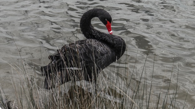 Photo a black swan swimming on a pond