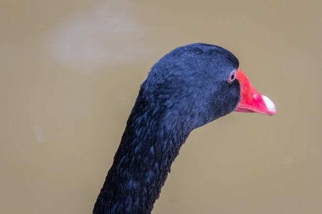 Black swan swimming on a pool background