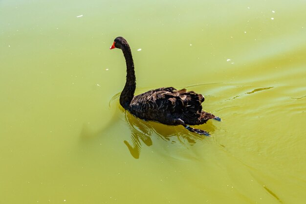 Black swan swimming in the small pond