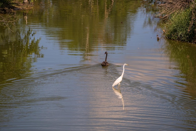 Black swan and white heron on lake