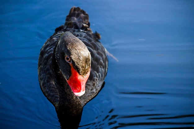 Cigno nero con una testa grande