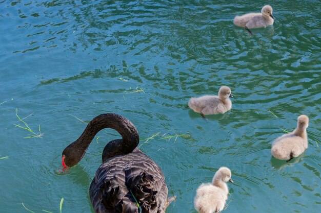 晴れた春の日に湖でひよこと一緒に黒い白鳥