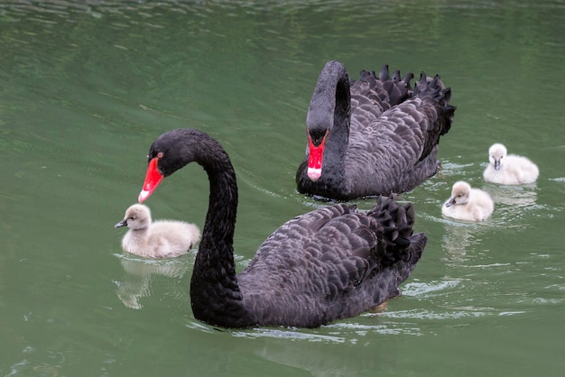 Black swan with chicks on the lake on a sunny spring day