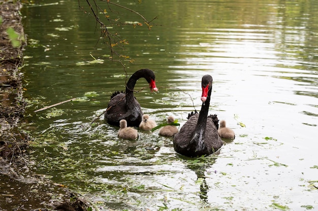 Black swan with chicks on the lake on a sunny spring day