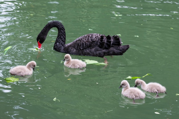 Black swan with chicks on the lake on a sunny spring day