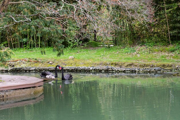 Black swan with chicks on the lake on a sunny spring day