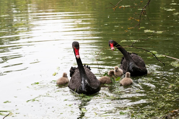 Black swan with chicks on the lake on a sunny spring day