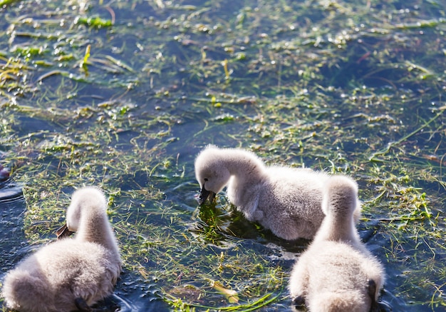 Black swan with cygnets at the lake in New Zealand