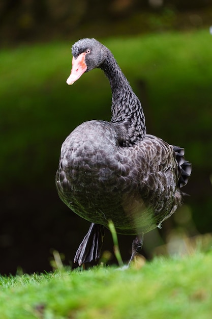 Foto cigno nero