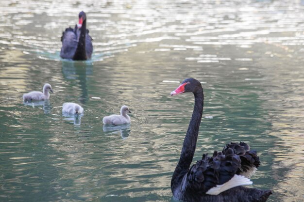 Black swans close-up swim in the lake with their cubs.