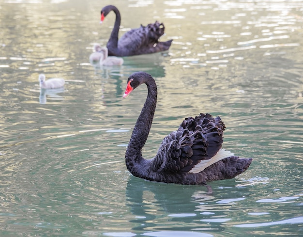 Black swans close-up swim in the lake with their cubs.