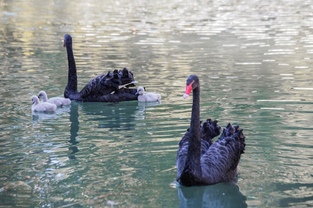 검은 백조는 새끼와 함께 호수에서 클로즈업으로 수영합니다.