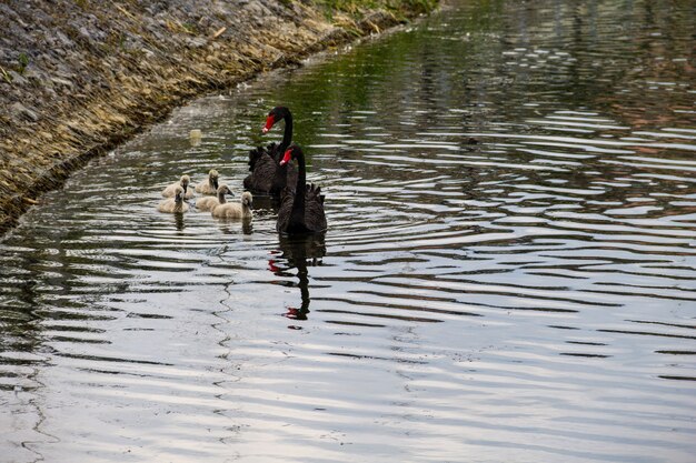 Black swans family floating on the lake surface