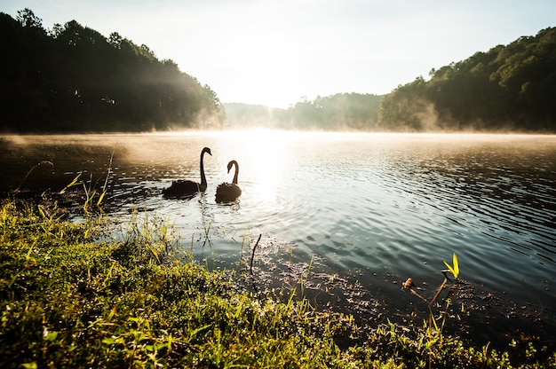 Black swans on lake