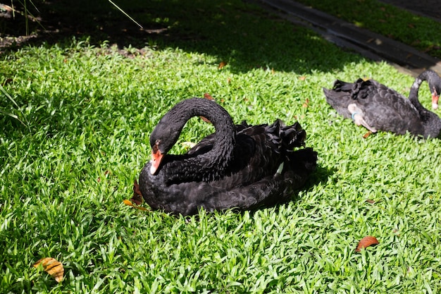 公園の黒い白鳥