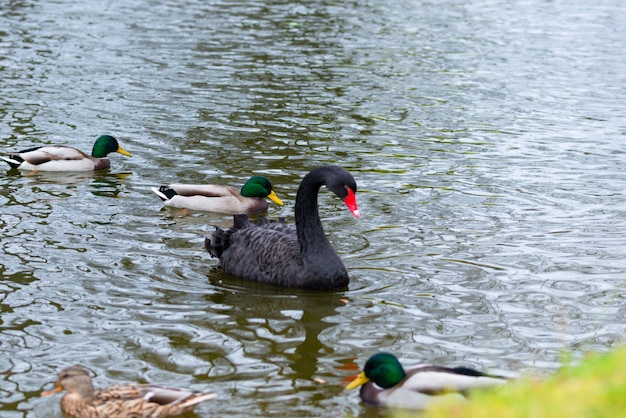 黒い白鳥が池で泳ぐ