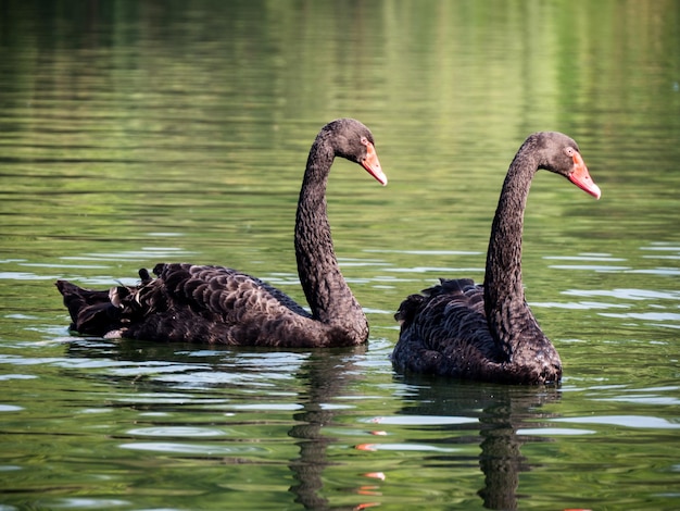 Black Swans