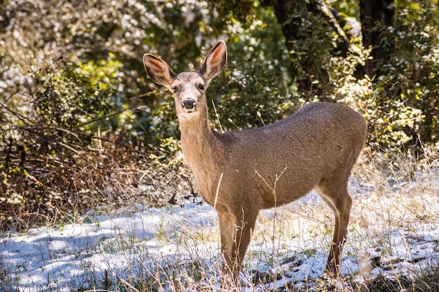 Black tailed deer in the forests on the top of Mt Hamilton on a rare winter day with snow San Jose south San Francisco bay area California