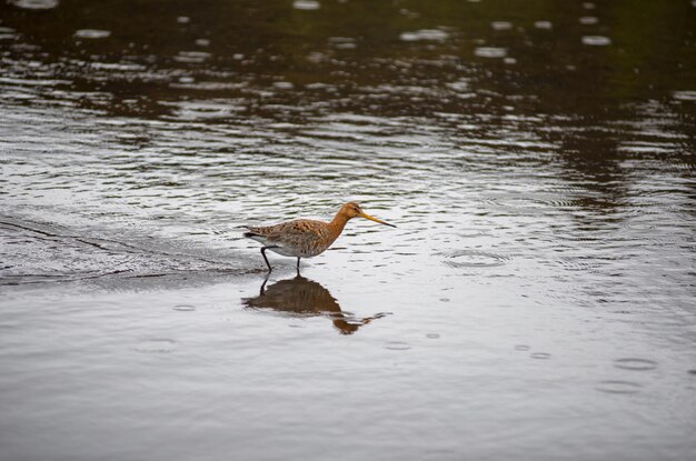 Photo black tailed godwit bird in the wild iceland