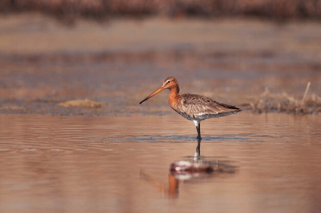 검은 꼬리 Godwit limosa limosa는 물에 서