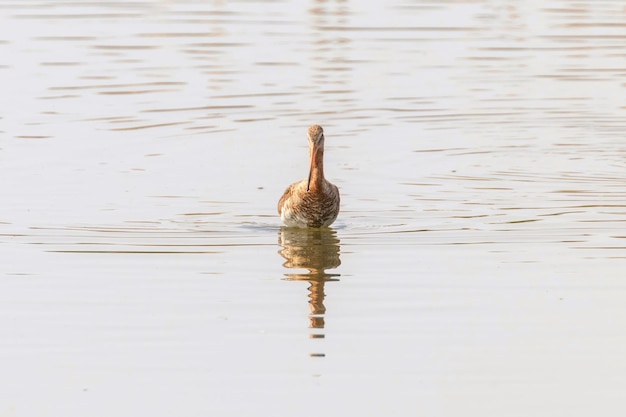 Чернохвостый Годвит (Limosa limosa) Вейдер Птица Собирательство