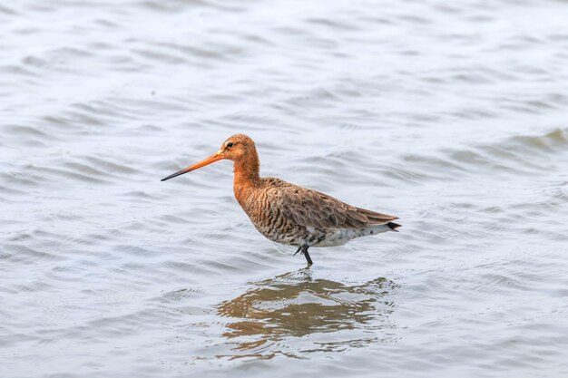 Black Tailed Godwit (Limosa limosa) Wader Bird Foraging