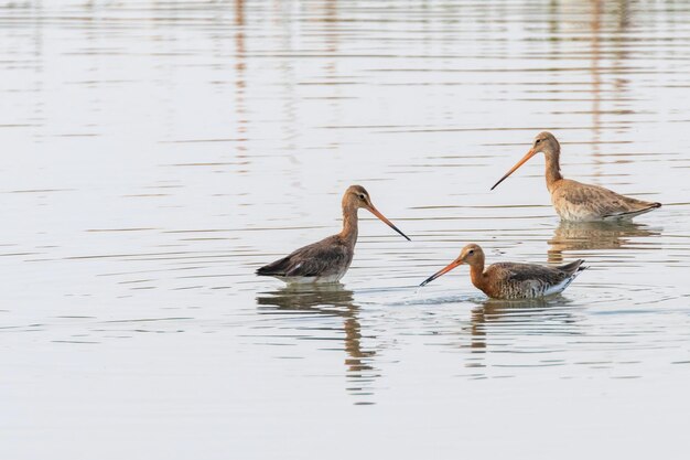 Чернохвостый Godwit (Limosa limosa) Вейдерские птицы на мелководье