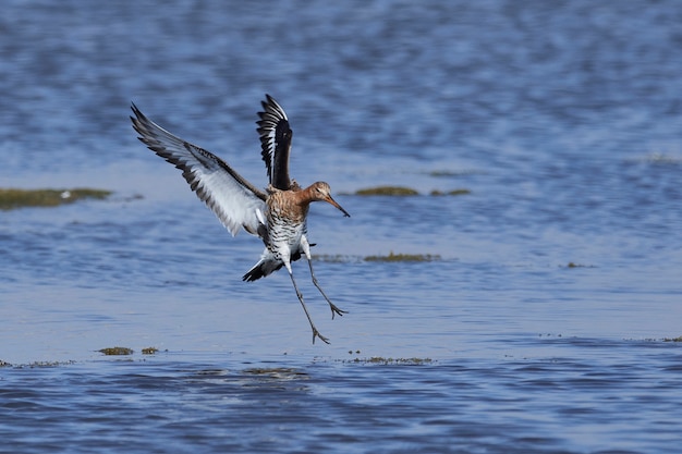 검은 꼬리 갓 (Limosa limosa)