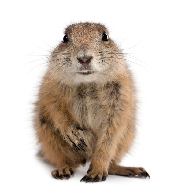 Photo black-tailed prairie dog, cynomys ludovicianus, sitting on white isolated