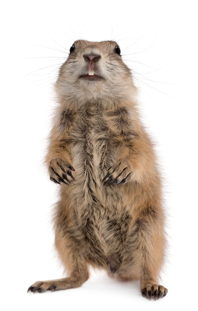 Photo black-tailed prairie dog, cynomys ludovicianus, standing on hind legs on white isolated