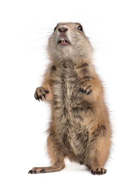 Photo black-tailed prairie dog, cynomys ludovicianus, standing on hind legs on white isolated