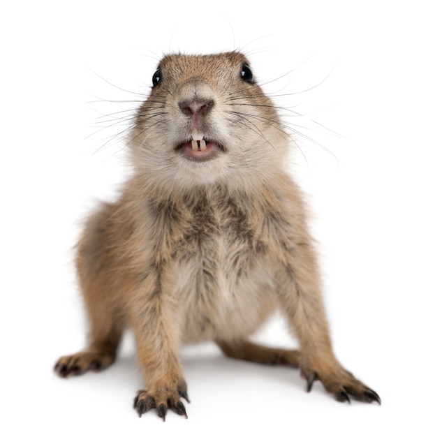 Photo black-tailed prairie dog, cynomys ludovicianus, on white isolated