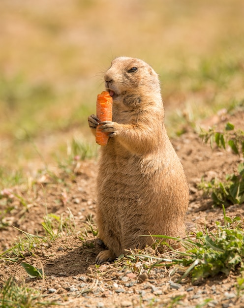 Black tailed prairie dog eating carrot in zoo