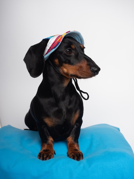 Black and tan dachshund dog seated with summer hat for sun