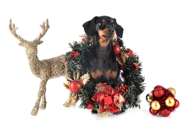 Black and tan Dachshund in front of white background