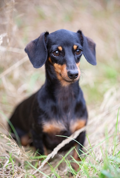 Black and tan Dachshund walking in the nature