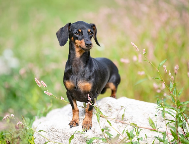 Black and tan Dachshund walking in the nature