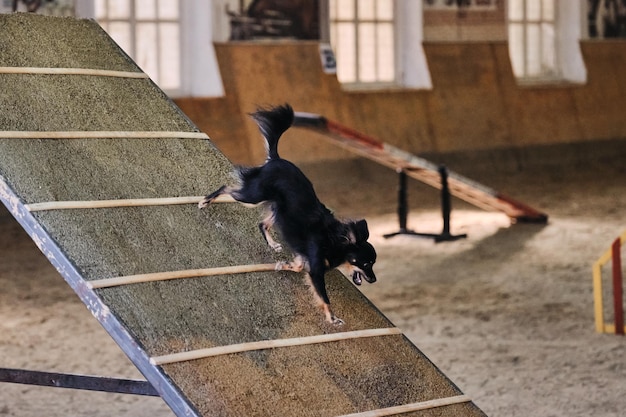 Black and tan long haired toy terrier goes down from wooden slide Agility competitions