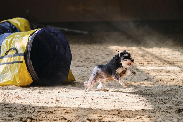 Black and tan miniature schnauzer dog runs out of tunnel and\
sand flies from under its paws