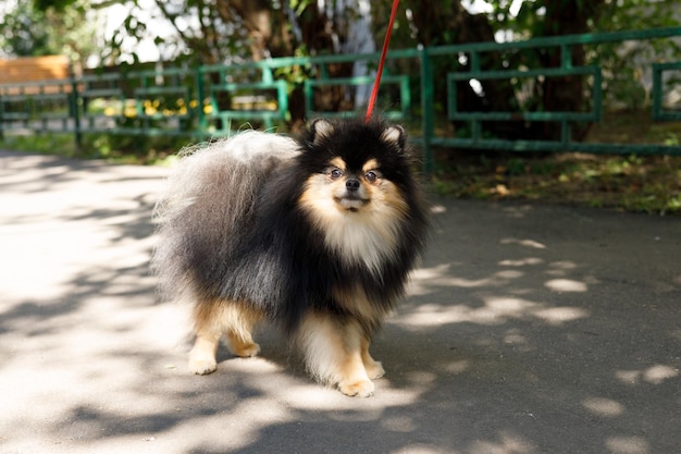 black and tan pomeranian walks in the park