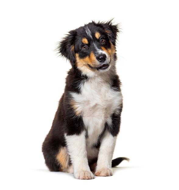 Photo black and tan puppy miniature american shepherd fourteen weeks old