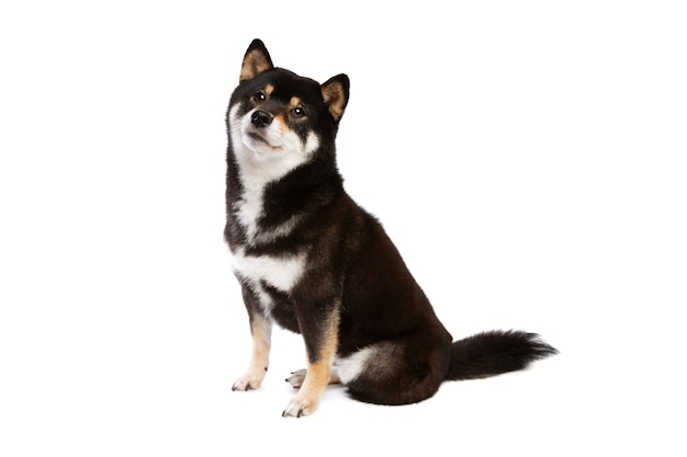 검은색과 황갈색 Shiba Inu 일본 품종 개