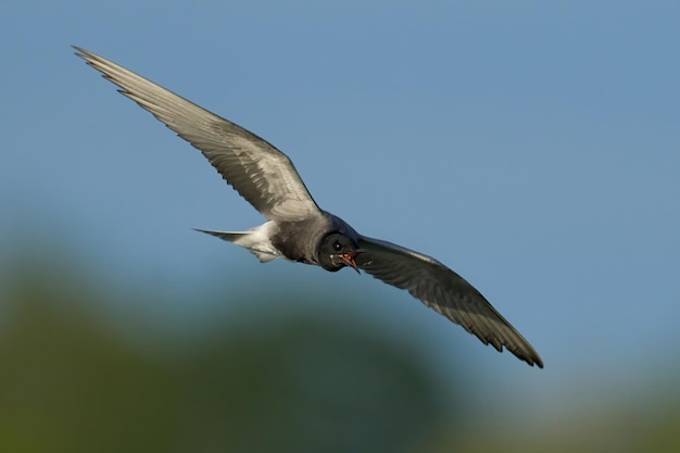 Black tern Chlidonias niger