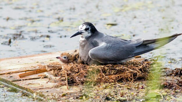 black tern nest