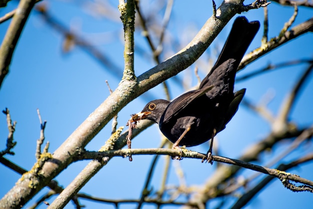 Black thrush in spring a black thrush has an earthworm in its mouth